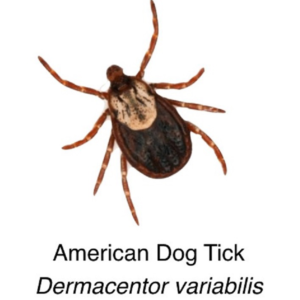 American Dog Tick