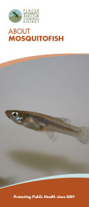 About Mosquitofish
