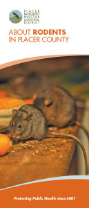 About Rodents in Placer County