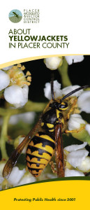 About Yellowjackets in Placer County