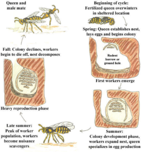 Graphic depicting the life cycle of a yellowjacket