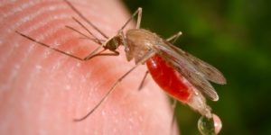 Header image of Mosquito