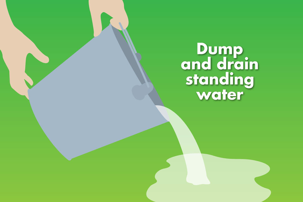 Graphic explaining to dump and drain standing water