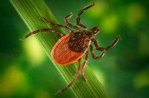 Close up of a tick in plants
